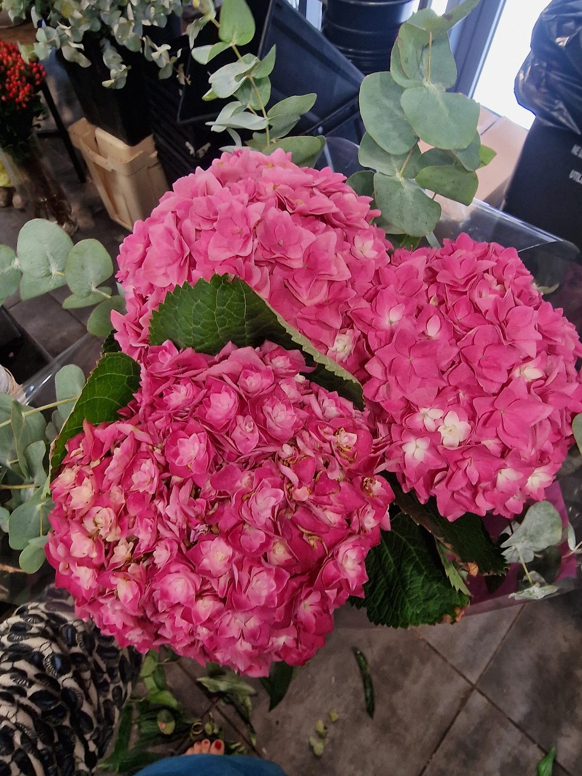 Hortensias roses et eucalyptus