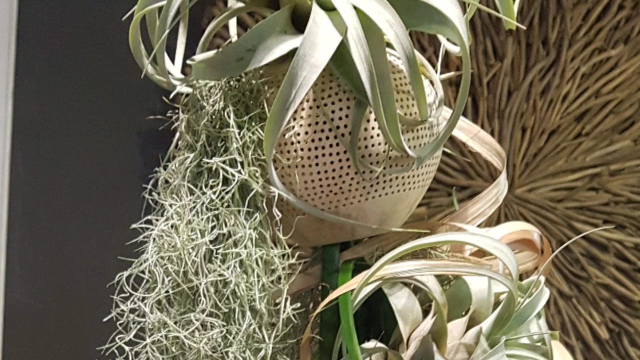 Tillandsias suspendus dans la boutique